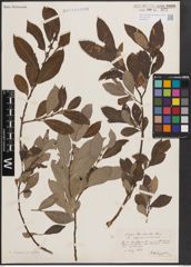 Foto von Salix caprea L. x Salix cinerea L.